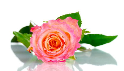 Beautiful pink rose isolated on white