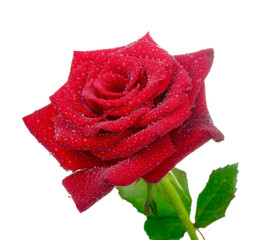 Beautiful red rose with drops isolated on white