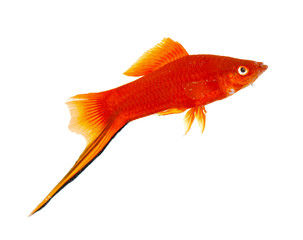 Fototapeta premium Goldfish closeup in water isolated on white