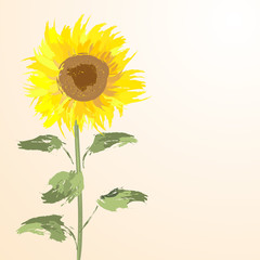 beautiful yellow Sunflower