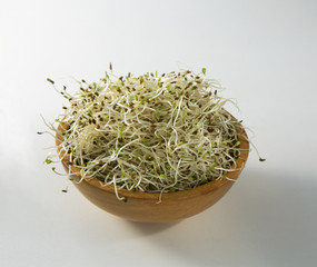 Germes de poireau et d'oignon