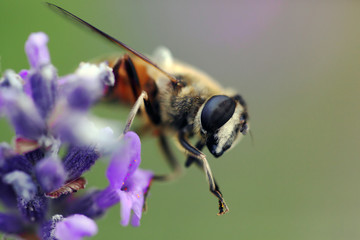 Bee on a blue flower. Macro