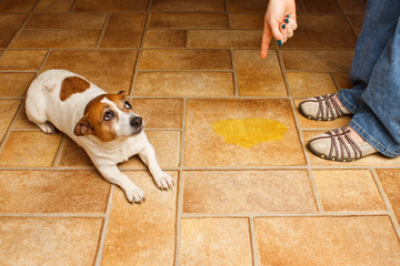 Jack Russell Terrier lying beside it's accident