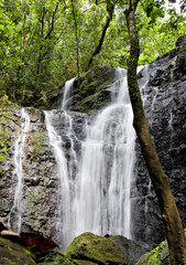 Fototapeta na wymiar Waterfall on a stream in a tropcial forest in Tahiti