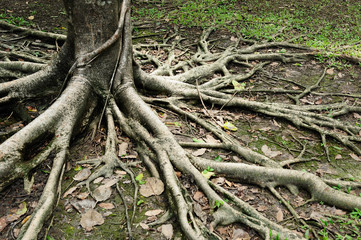 Tree roots