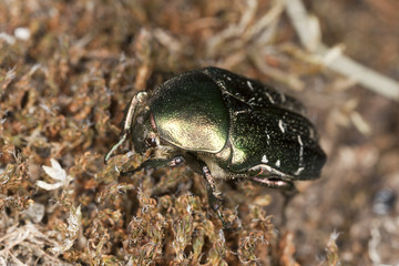 Rose chafer (Potosia cuprea) sitting on moss