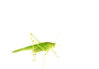 Green grasshopper isolated on white