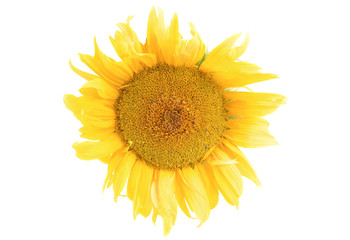 Sunflower closeup isolation on  white