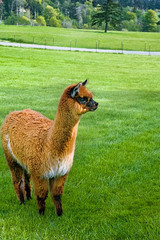 Alpaca Farm