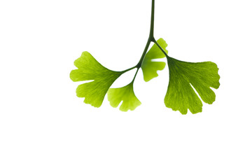 green leaves