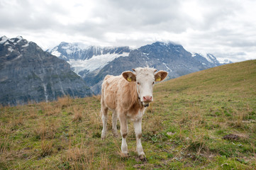 Fototapeta na wymiar Grindelwald, Swiss Alps
