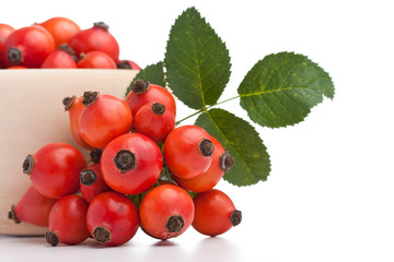 Rose hips (Rosa canina), close-up