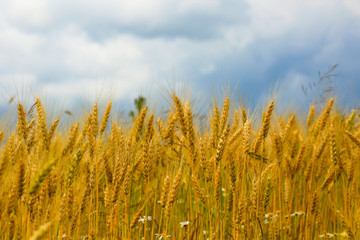 wheat field against cloudy sky