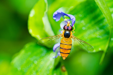 Fruit files or Flower files in green nature