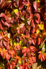 Leaves of wild grapes