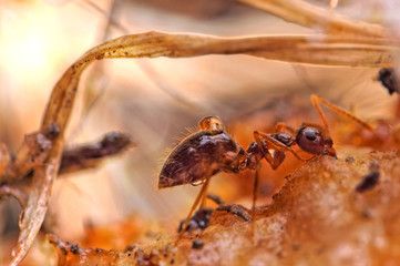 Ant