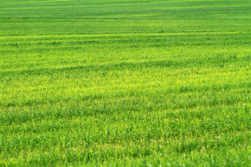 Obraz na płótnie Canvas field of green wheat grass
