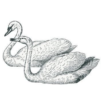 Les Cygnes