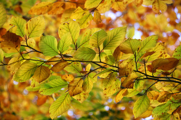 Obraz premium autumn leaves