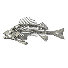 Fototapeta premium Squelette de Poisson