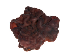 dark brown isolated saddle fungus