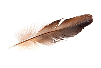 rooster brown isolated feather