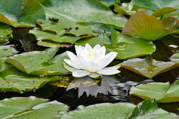 Seerosen auf dem Teich