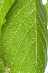 Green leaf