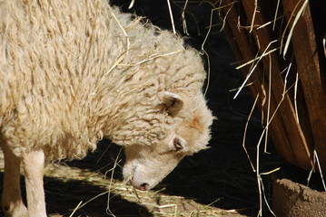 Naklejka na ściany i meble Sheep eating hay