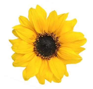 Yellow sunflower. Isolated on white background