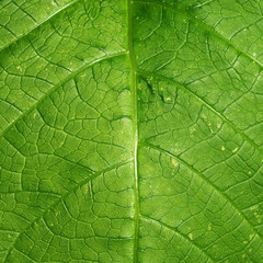 leaf