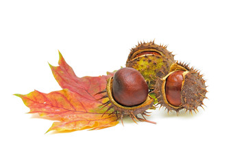 Chestnuts with seed pods over white