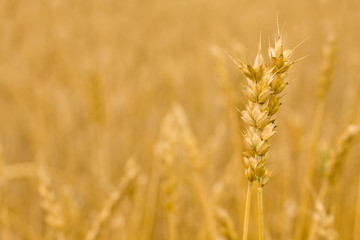 Wheat ears - Golden field, background
