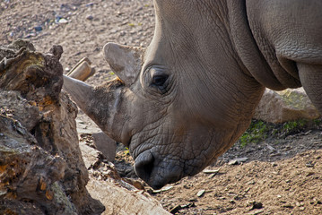 Rhinoceros