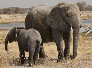 Elefanti africani © DDniki