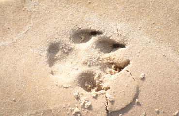 close up of dog footprint on the sand