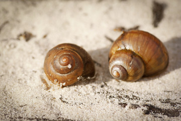 sea shell on beach sand
