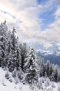 winter Alps lanscape with trees in snow