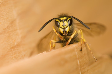Wasp