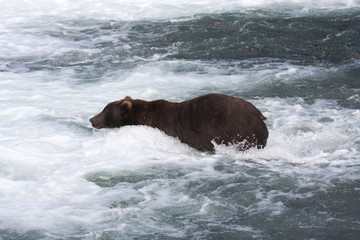 Fototapeta premium Brown Bear