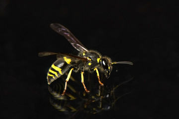 Wasp