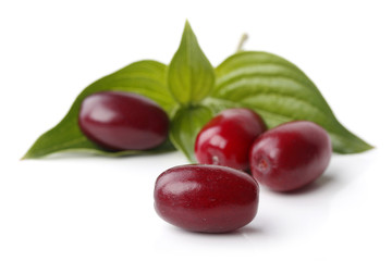 Kornelkirsche (Cornus mas)