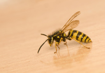 Wasp
