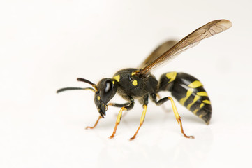 Wasp