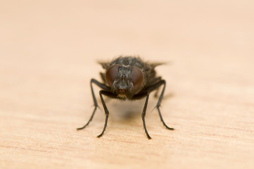 Fly
