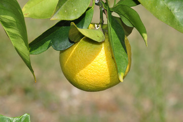 Zitrone 4