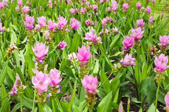 Siam Tulip Field