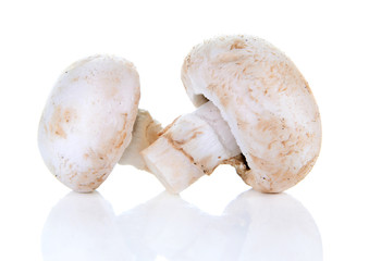 champignon mushroom