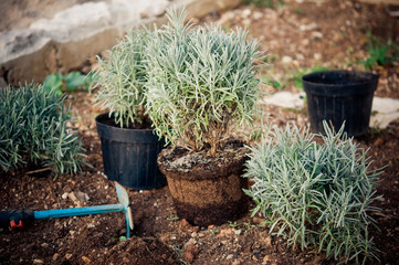 Planting lavender plants