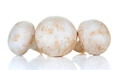 champignon mushroom